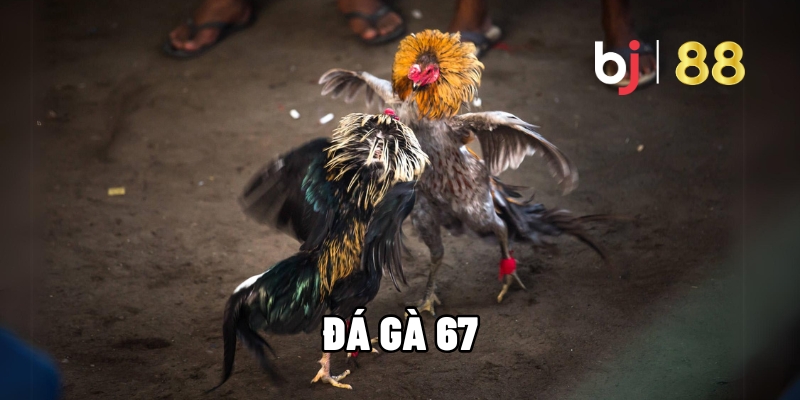 Đá Gà 67 – Trải Nghiệm Kịch Tính Cùng Chiến Kê Đỉnh Cao 7 da ga 67 1