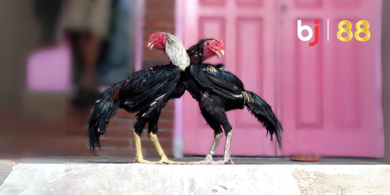 Những loại thuốc giúp kê sung mãn tung đòn hiểm hóc